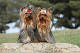 YORKSHIRE TERRIER 378